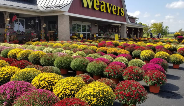 weavers 768x442